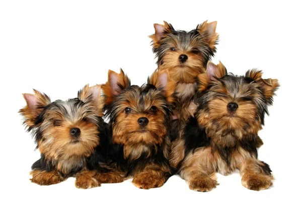 Четыре йоркширских щенка Стоковое Фото