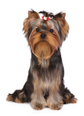 yorkshire Terrier yavrusu