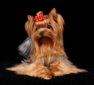 güzel yorkshire korkunç