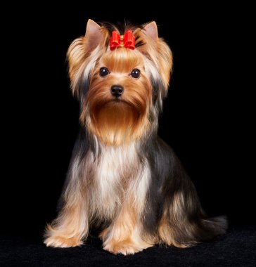 Yorkshire terrier siyah