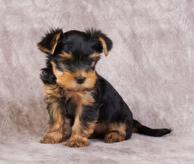 yorkshire Terrier yavrusu
