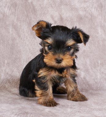 yorkshire Terrier yavrusu