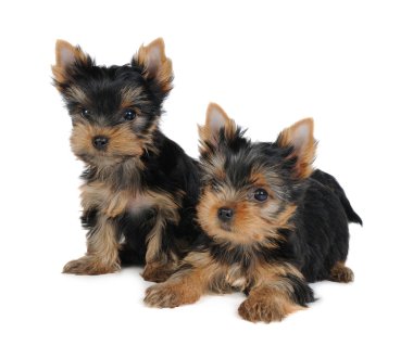 iki yorkshire Terrier yavruları
