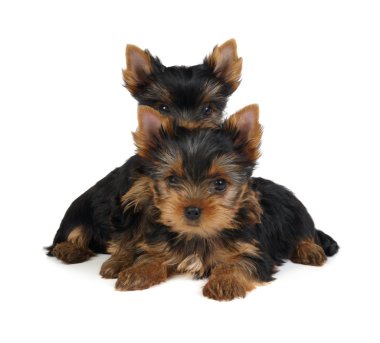 iki yorkshire Terrier yavruları