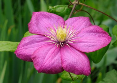 Pembe çiçek (akasma)