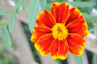 Parlak çiçek (tagetes closeup)