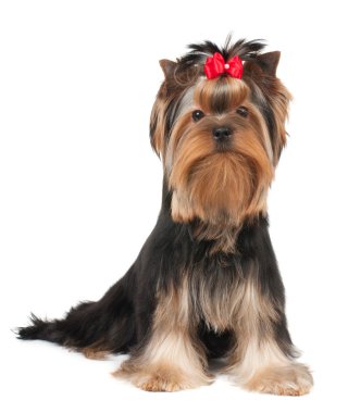 yorkshire Terrier yavrusu