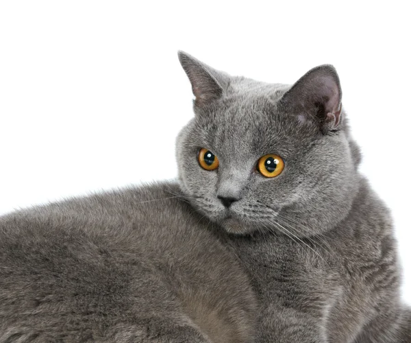 British cat — Stock Photo, Image