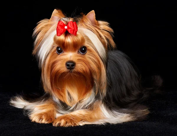 Beautiful Yorkshire Terrier — Stock Photo, Image