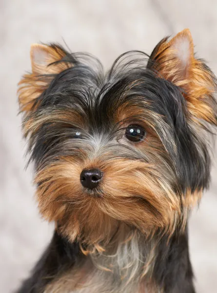 Portarait yorkshire Terrier — Stock fotografie