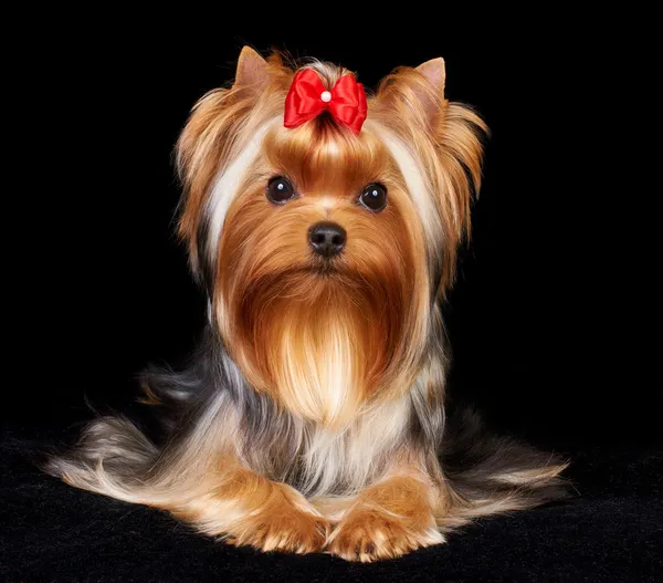 Schöner yorkshire terrier — Stockfoto