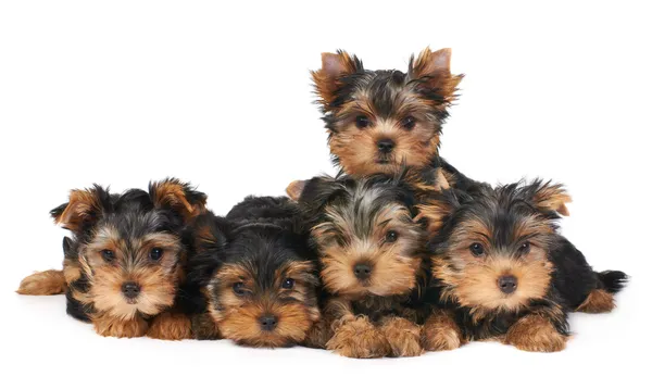 Vijf puppies — Stockfoto