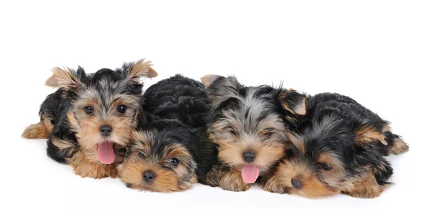 Vier pups — Stockfoto