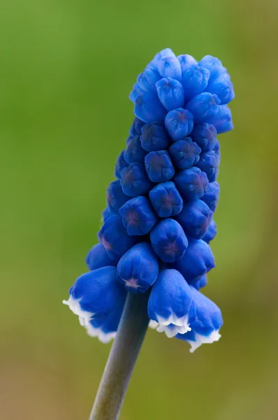 Macro blu muskari shot — Foto Stock