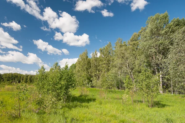 Grüne und blaue Farben des Sommers — Stockfoto