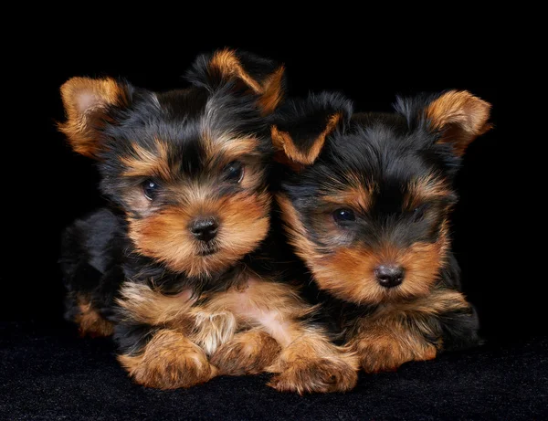 Dos cachorros del Yorkshire Terrier en negro — Foto de Stock