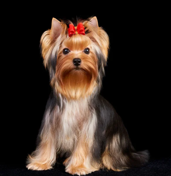 Yorkshire terrier på svart — Stockfoto