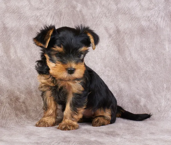 Szczenię yorkshire terrier — Zdjęcie stockowe