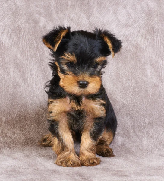 Filhote de cachorro do terrier de yorkshire — Fotografia de Stock