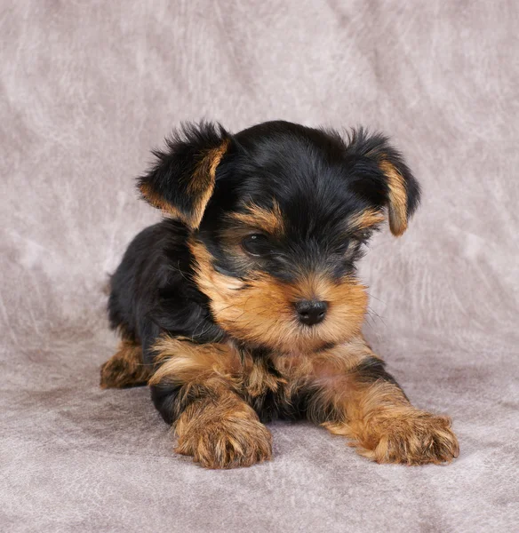 Cachorro del yorkshire terrier — Foto de Stock