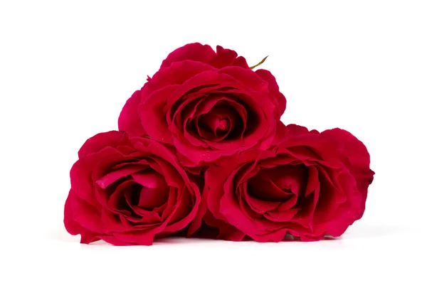 Bunch of red roses — Stock Photo, Image