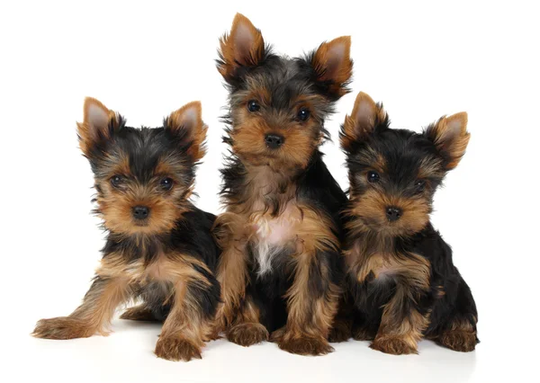 Três cachorros yorkshire — Fotografia de Stock