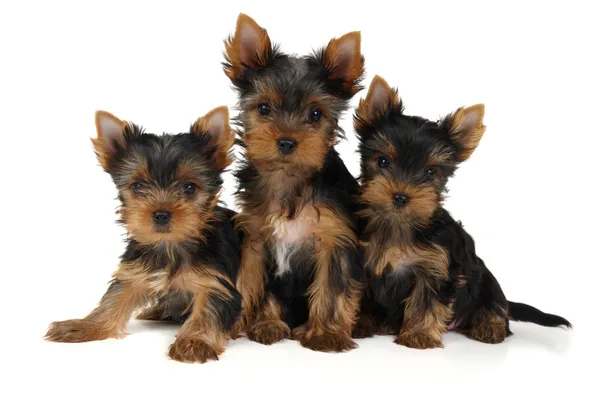 Drie yorkshire pups — Stockfoto