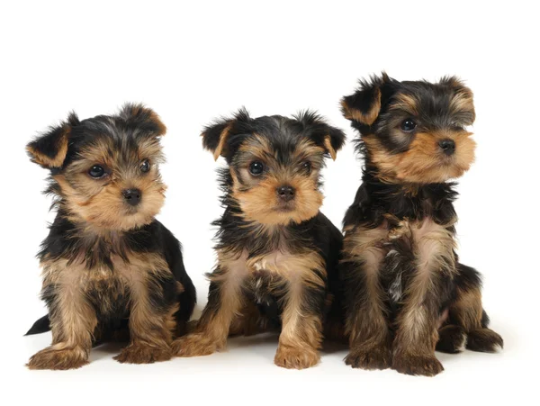 Três cachorros yorkshire — Fotografia de Stock