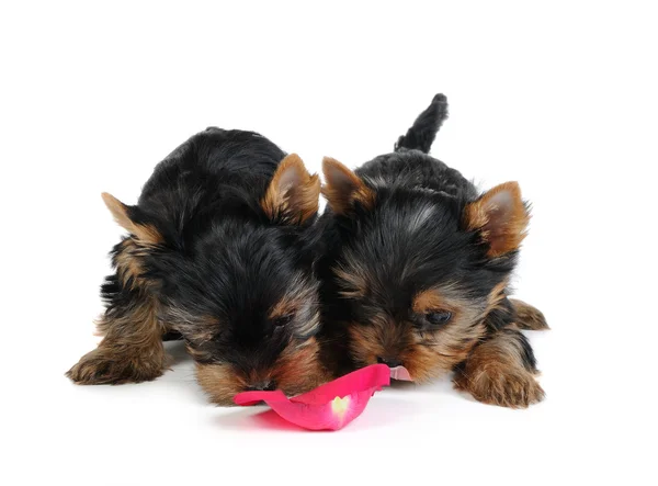 Dois cachorros cheirando pétala de rosa — Fotografia de Stock