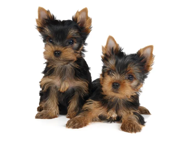 Twee puppies — Stockfoto