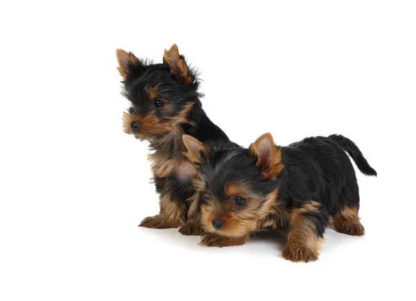 Twee prachtige puppies — Stockfoto