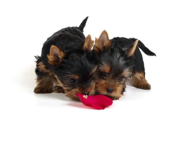 Dois cachorros cheirando pétala de rosa — Fotografia de Stock