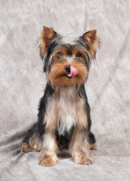 Lambendo cachorrinho — Fotografia de Stock