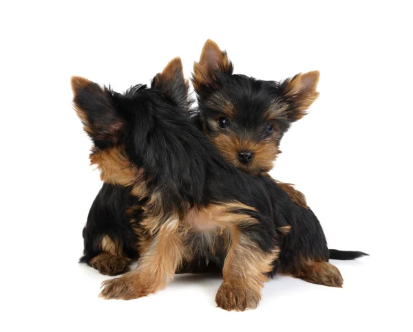 Twee puppies wenden zich tot elkaar — Stockfoto