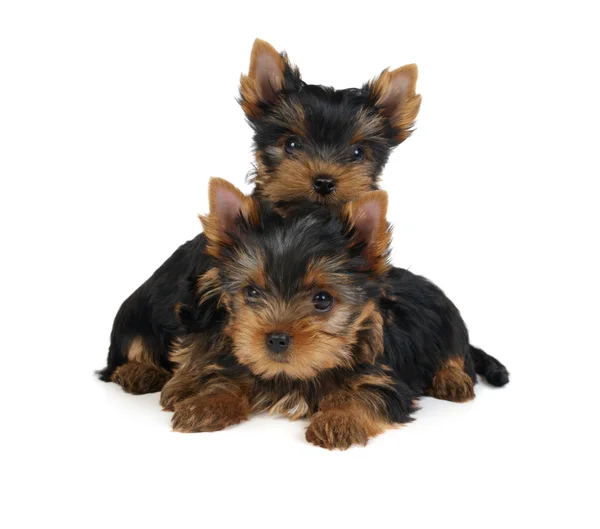 Two puppies of the Yorkshire Terrier — Stock Photo, Image