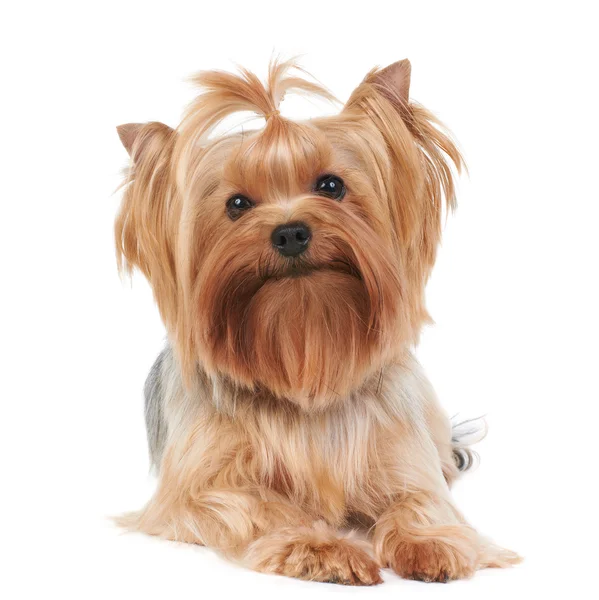 Yorkshire terrier — Zdjęcie stockowe