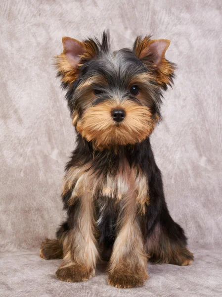 Cachorro del yorkshire terrier — Foto de Stock