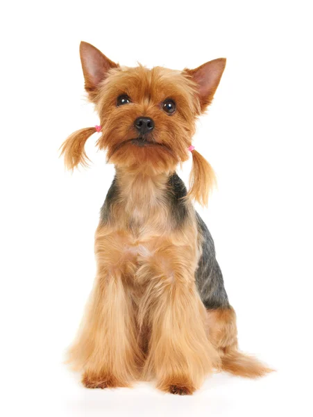 Yorkshire terrier — Stockfoto