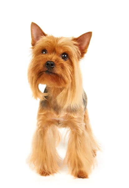 Yorkshire terrier — Zdjęcie stockowe