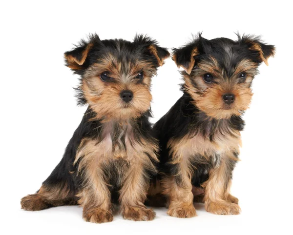 Zwei welpen des yorkshire terriers — Stockfoto