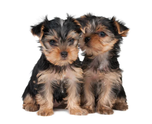 Twee puppies — Stockfoto