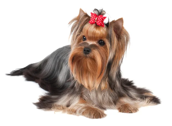 Yorkshire terrier — Foto Stock