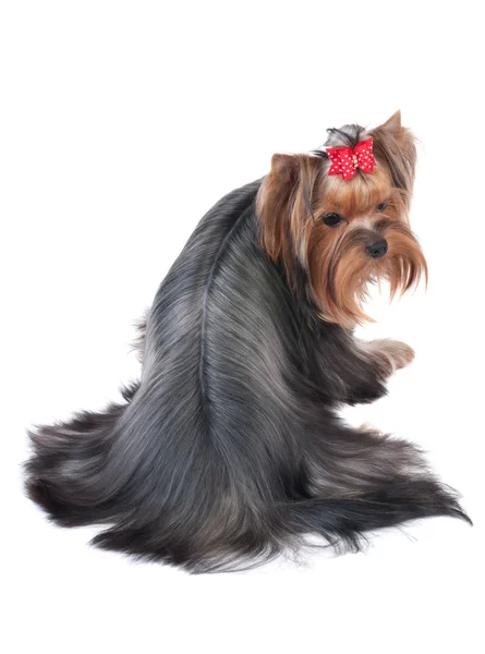 Yorkshire terrier — Fotografia de Stock