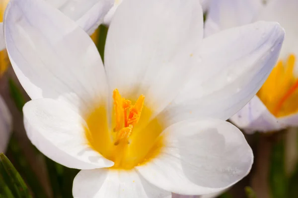Macro of white crocus flowers — Stock Photo, Image