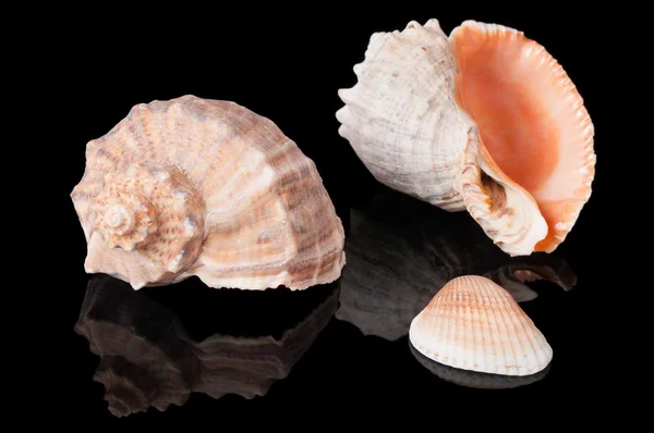 Seashells on black — Stock Photo, Image