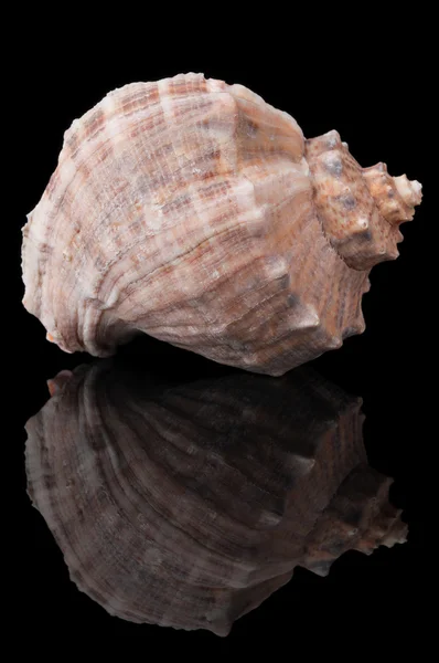 Seashell på svart — Stockfoto