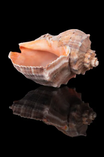 Seashell på svart — Stockfoto