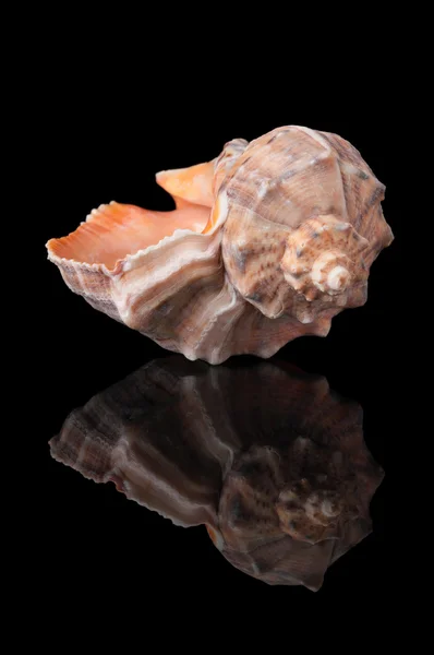 Seashell på svart — Stockfoto