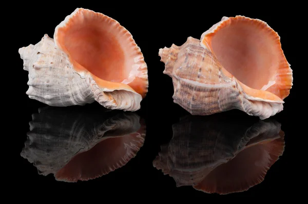 Two seashells on black — Stock Photo, Image
