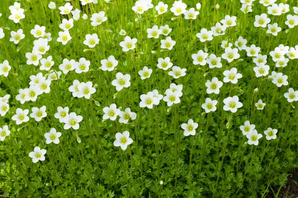 Fondo de flores — Foto de Stock